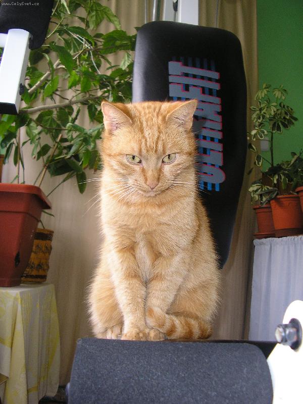 Foto: Cipina cht�la posilovat :-)