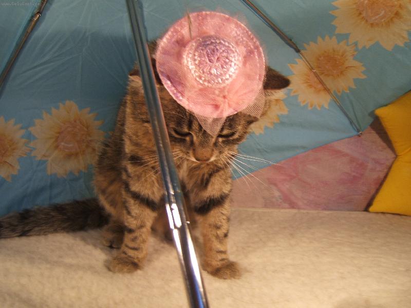 Foto: Miki , agent 007