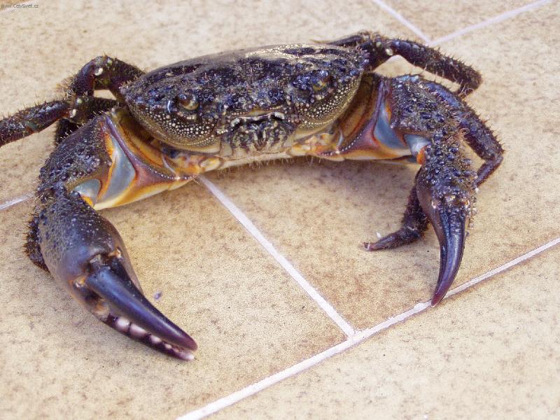 Foto: Krab�k Chorvatsko