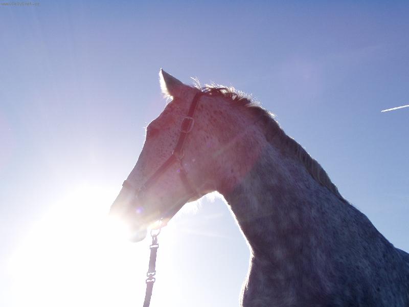 Foto: Polibek slunce...