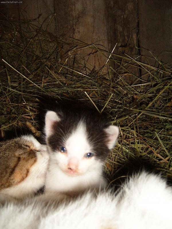 Foto: Model Dane�ek-U� v ml�d� si zakl�dal na dobr�m vzhledu =)