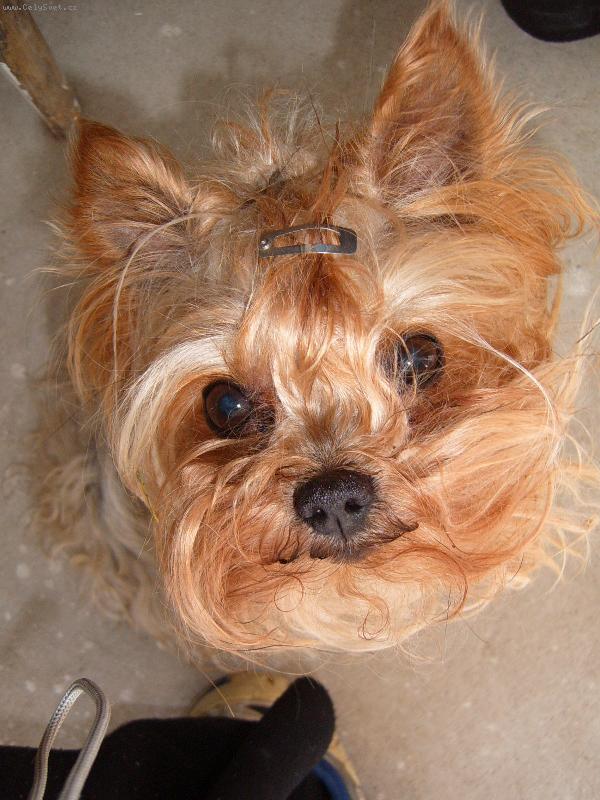 Foto: Dobr�k �ulda-Taky se v�m podlom� o�i p�i tom jeho uhran�iv�m pohledu ? ;-)