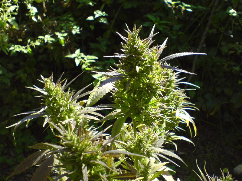 Foto: kudy roste tam l���-ko�en�