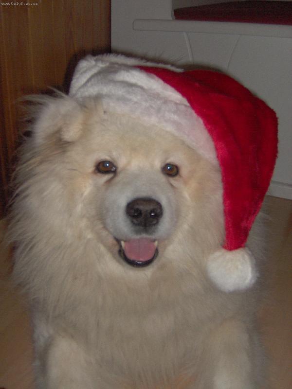 Foto: V�no�n� Bella-Takle si na�e Bella hraje na Je��ka. Ale bohu�el n�m nic nedonesla :o)