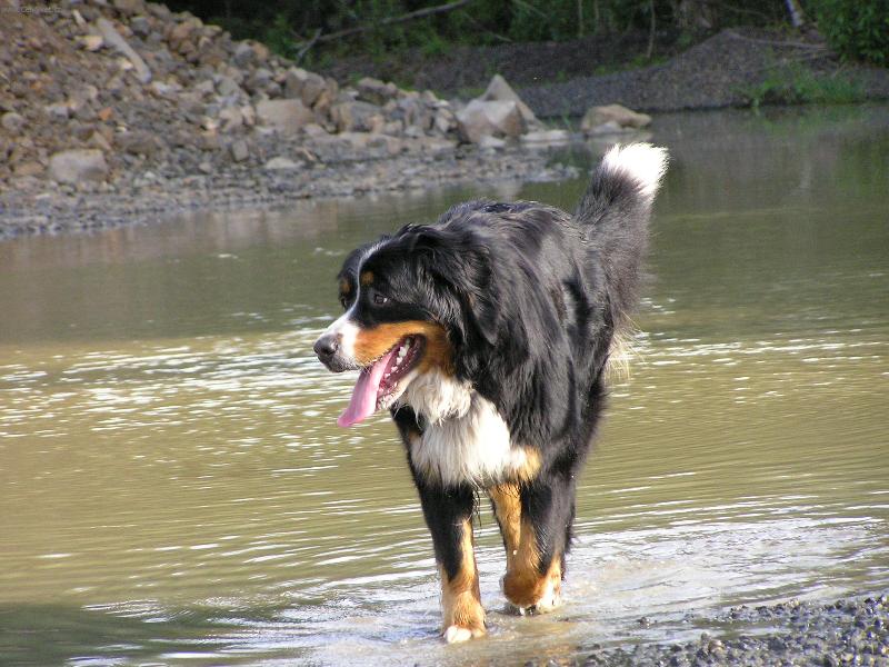 Foto: Sendynka-A� nem� r�da vodu, lo�sk� tropy ji donutily schladit aspo� tlapky:-)