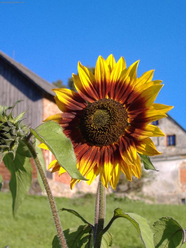 Foto: slune�nice-Kr�sa barev