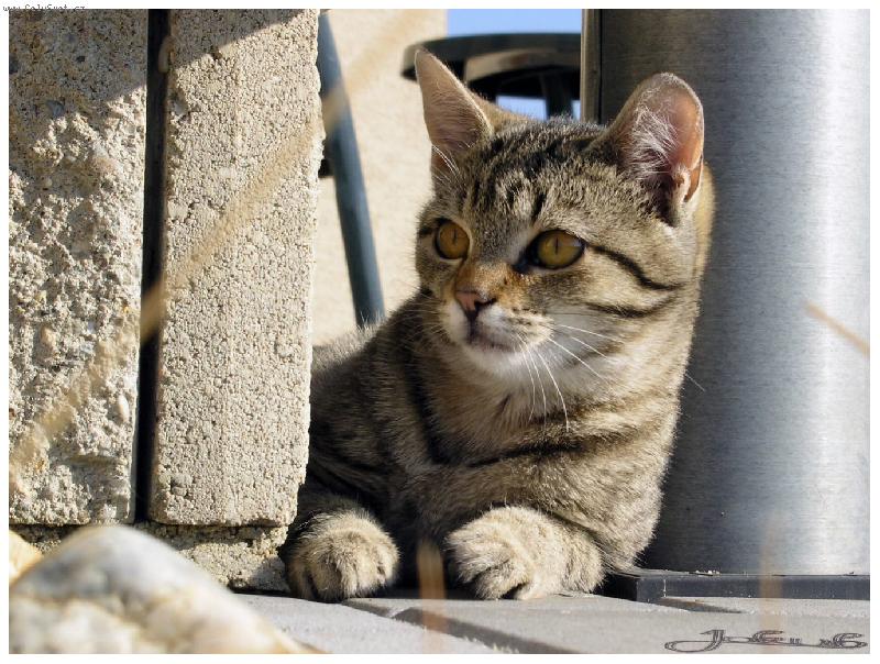 Foto: DOKONAL� ZAUJET�