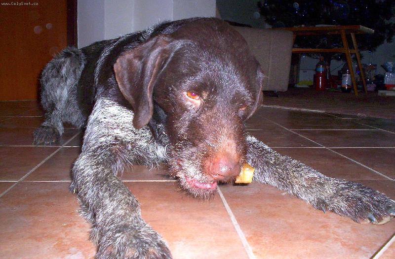 Foto: Odpo�inek po lovu-Odpo�inek