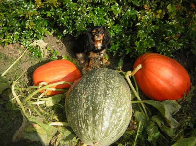 Foto: ps�k Jenny-Na�i dvouletou fenku Jenny zaujali na zahr�dce tyhkle velk� d�n�