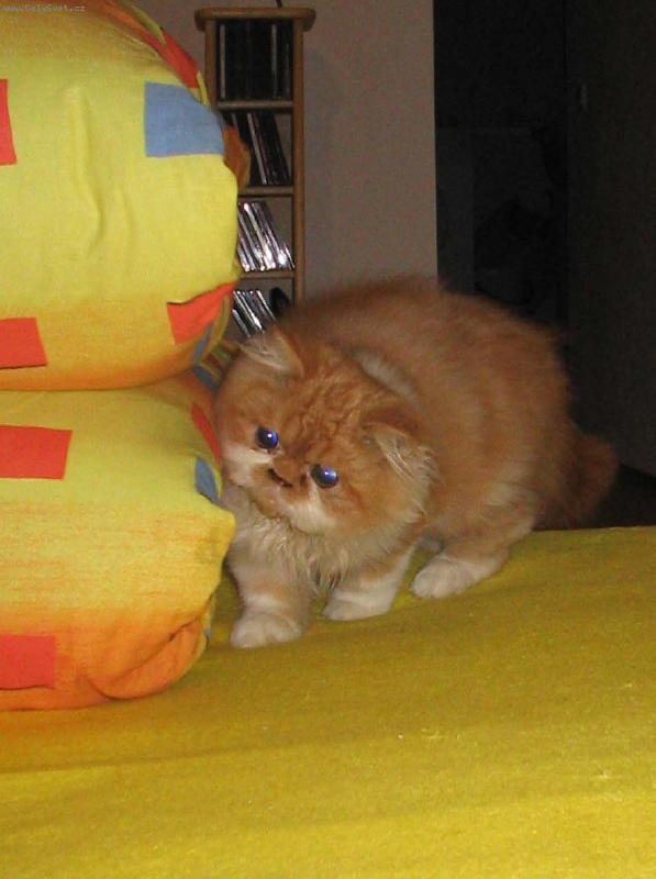 Foto: Pum�k-Pum�k ��h�, pozor