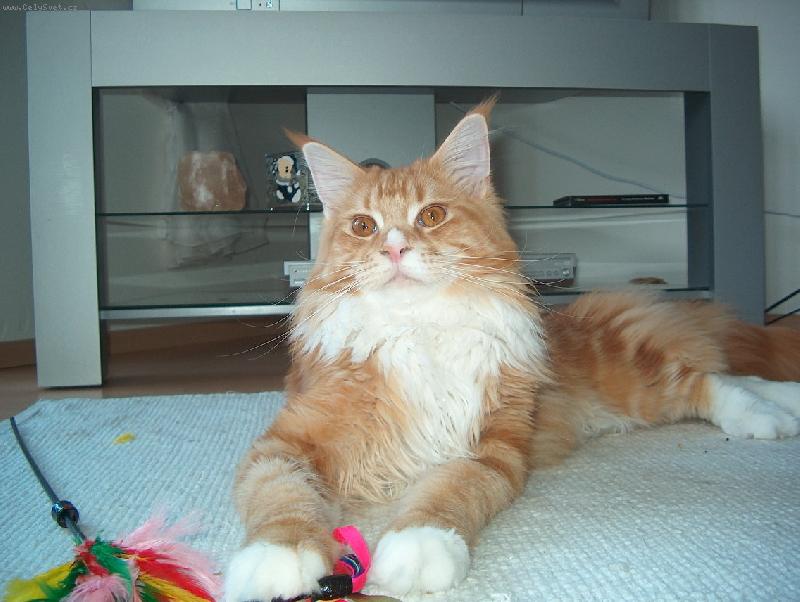 Foto: Mainsk� m�val� kocourek