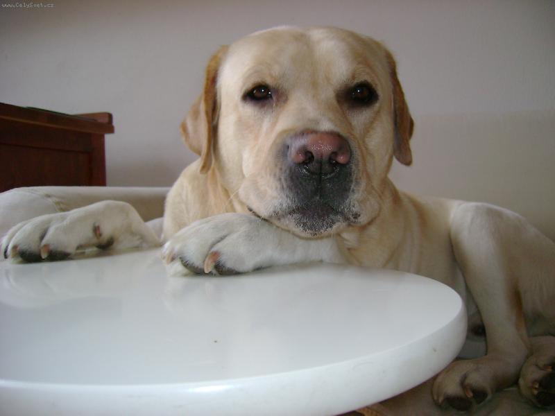 Foto: To je nuda!!!-Charlie