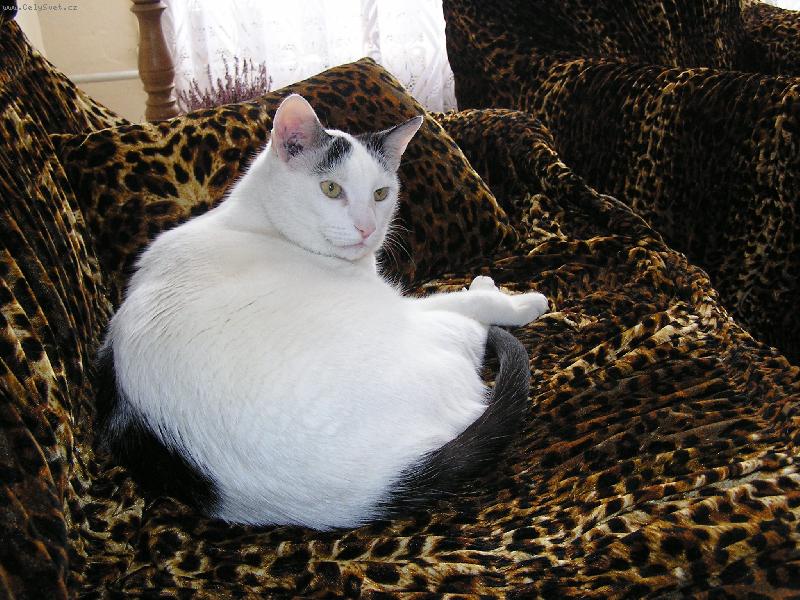 Foto: Kocour KUBA 13let-Kral zalehl na trun