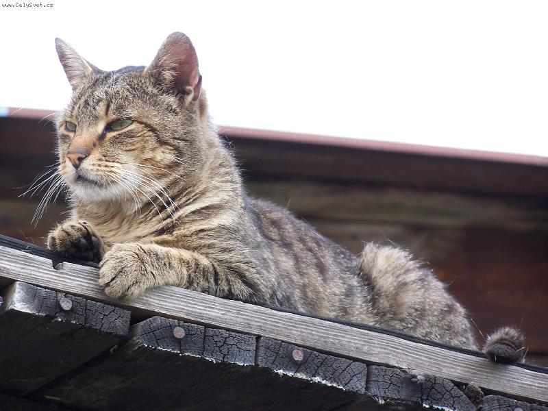 Foto: Profesion�ln� pohled do d�li