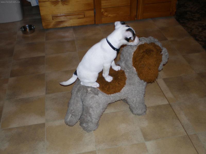 Foto: Na�e Agnes-.....a jej� nov� kamar�d