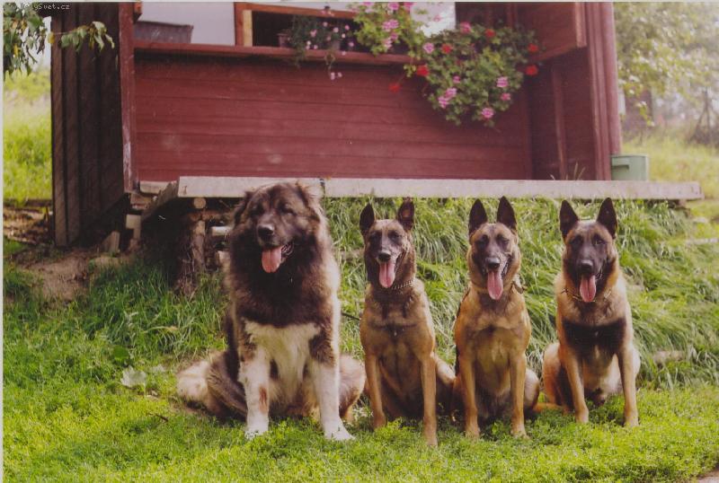 Foto: Kavkazan s mali��ky-�sm�v, jaz��ky vypl�znout.......te�.