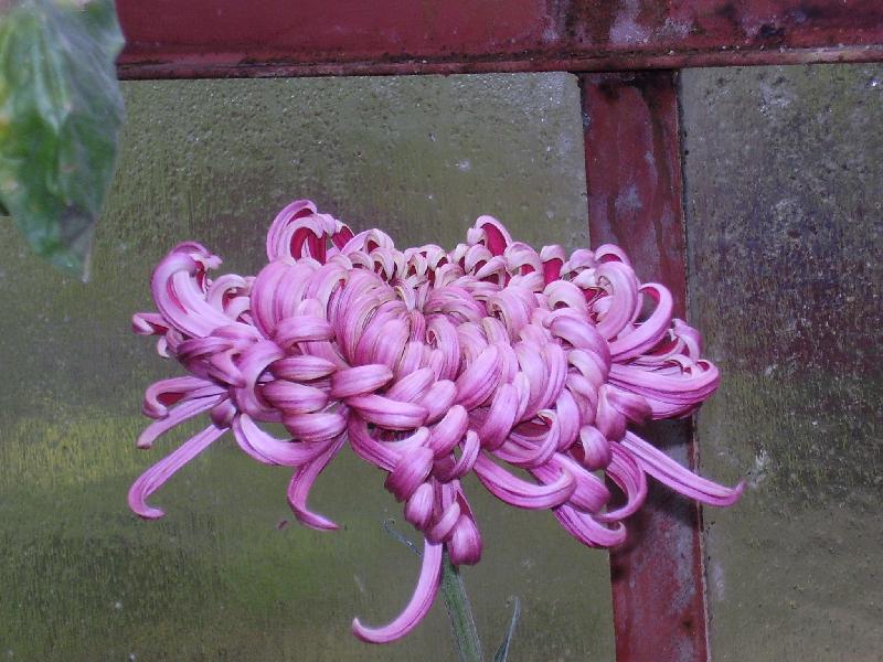 Foto: chryzant�ma-kv�t ve sklen�ku