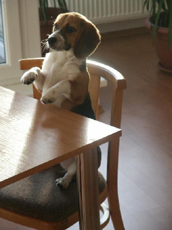 Foto: Biggy-Tlapky u� m�m umyt�, tak mi dejte misti�ku..