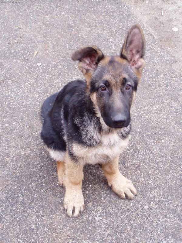 Foto: Jasko-Ach ty u�i, n�jak m� neposlouchaj.