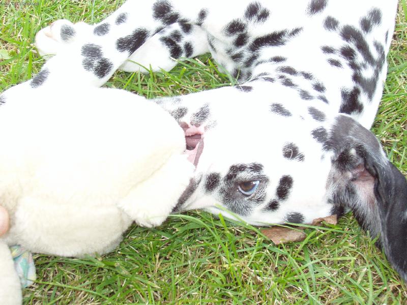 Foto: Dorinka-Jen po�kej medv�de...