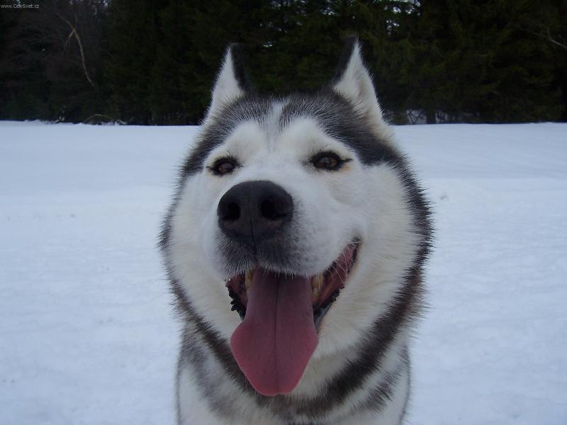 Foto: Dakou�ek-�sm�v pros�m