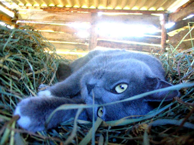 Foto: Rusk� modr�-RE