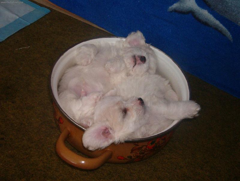 Foto: H�dejte kolik bi�onk� se vejde do �ty�litrov�ho hrnce ?-Tento pel�ek si na�i mal� v�te�n�ci na�li opravdu zcela sami