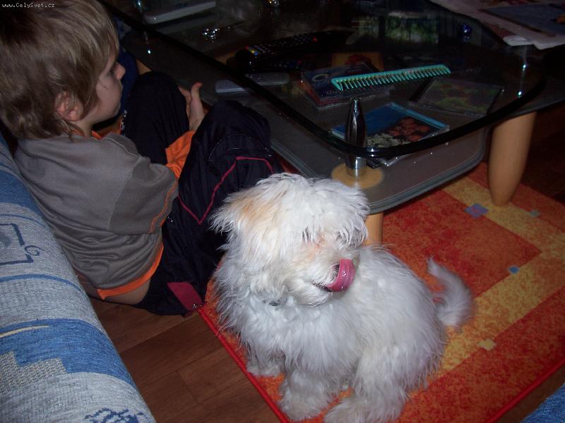 Foto: asi m�m hlad-hladov� pejsek