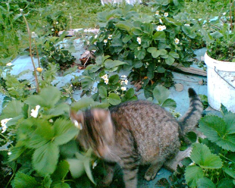 Foto: �pion-Ko�ka se vydala na memn�� pr�skum