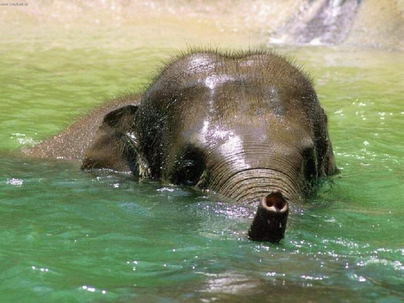 Foto: Slon-hork� koupej v�dy ochlad� nikdy v�ak nezah�eje jako kaprad�