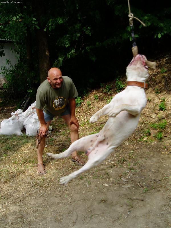 Foto: Flint Red Cock-flint�k na cvi��ku