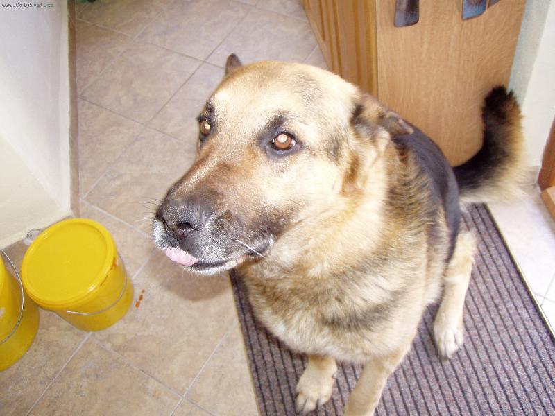 Foto: Provinilec Ken�k-Ale j� jsem nic neud�lal...