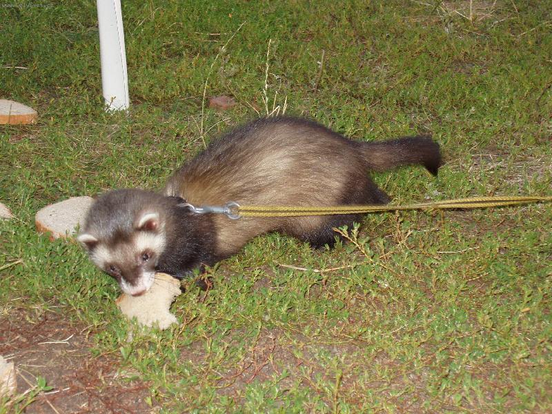 Foto: Fre��k Dav�dek-Co si neukradnu, to nem�m...