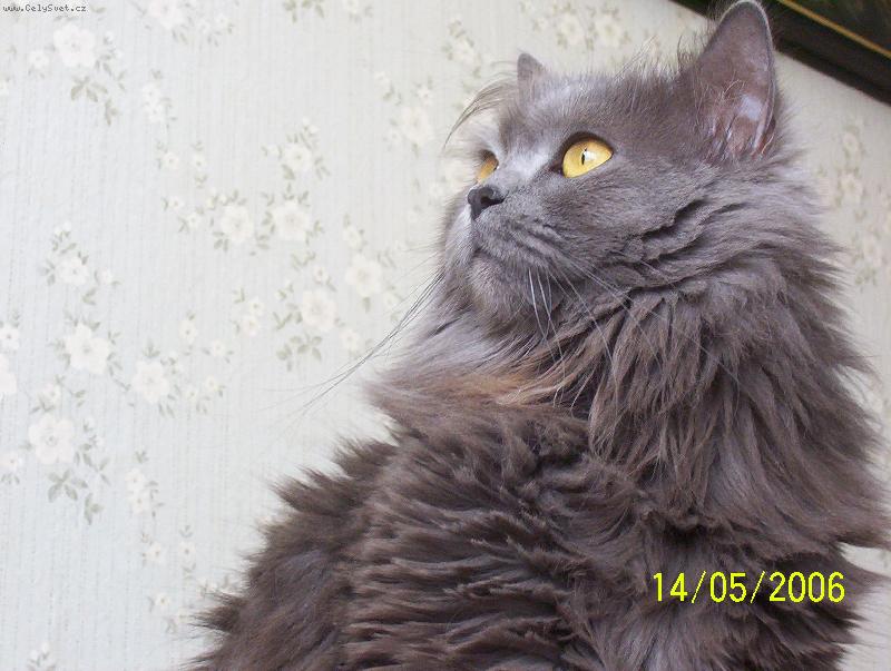 Foto: Na�e hrab�nka Mazl�k-Mazl�k je nebelung, ale ����asn�