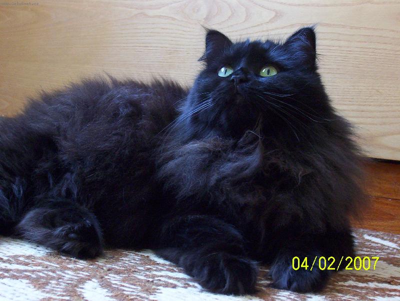 Foto: M�dea-�ern� uhel, ale je to na�e zlat��ko