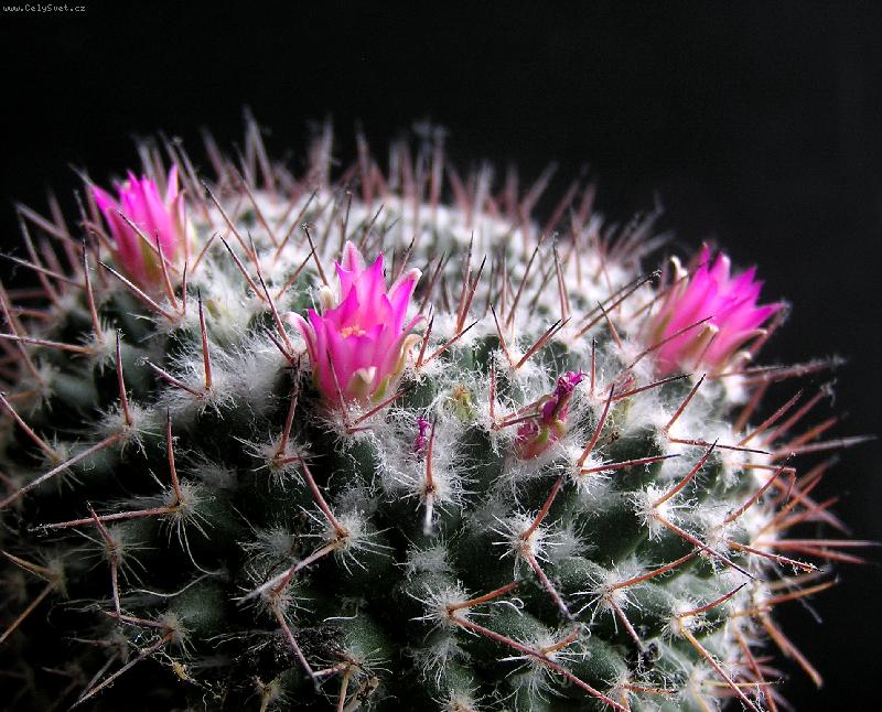 Foto: Kaktus-Vykvetl� kaktus