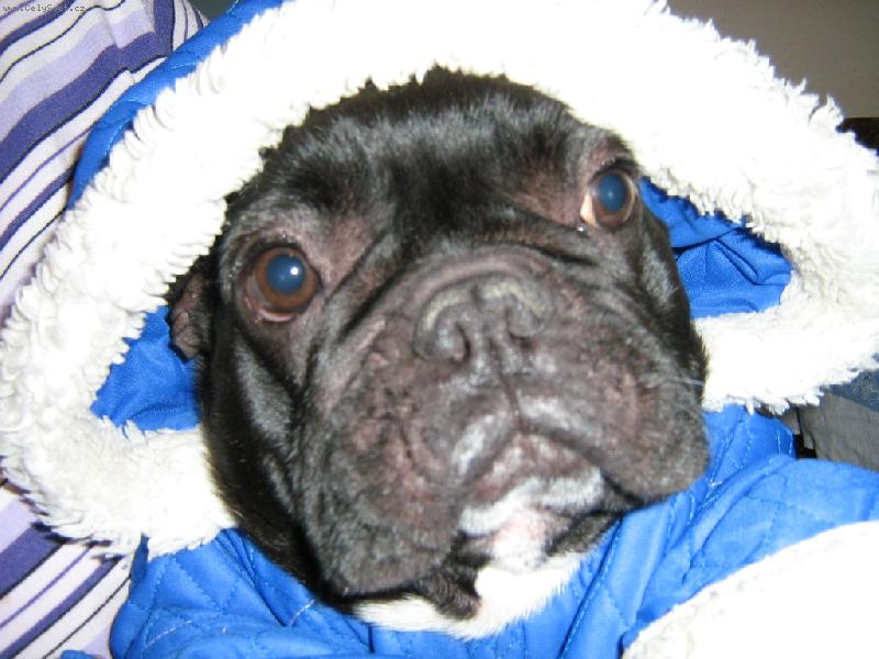 Foto: Jsem p�ipraven� na zimu, ale sn�h nikde!-fenka francouzsk�ho buldo�ka cathy.