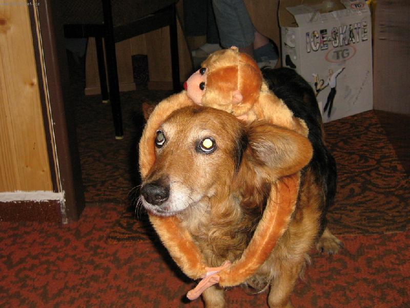 Foto: U� m�m zase opici!-n� o��ek rone�ek