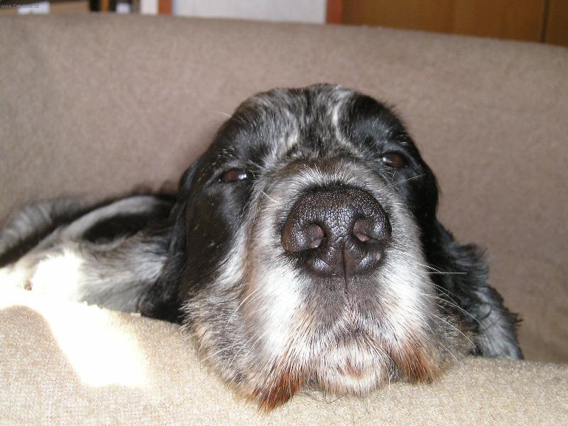 Foto: Dlouhej nos-typick� poloha na�� fenky Berty