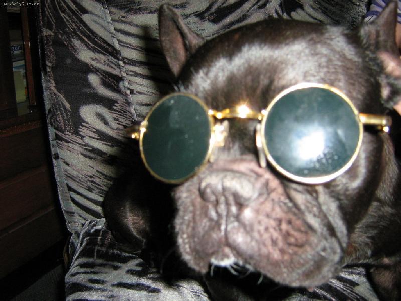 Foto: U� jsou zase v mod� lenonky!!!-francouzsk� buldo�ek cathy