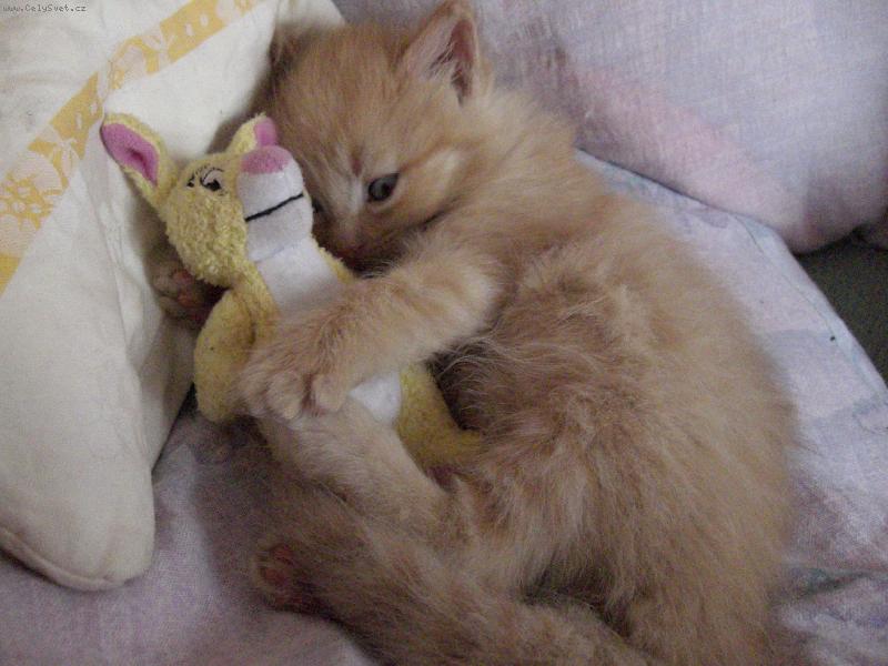 Foto: Fifi-chrrrr...