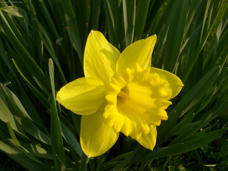 Foto: Prvn� jarn�