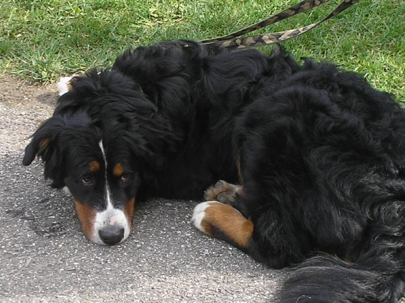 Foto: Bernsk� sala�nick� pes