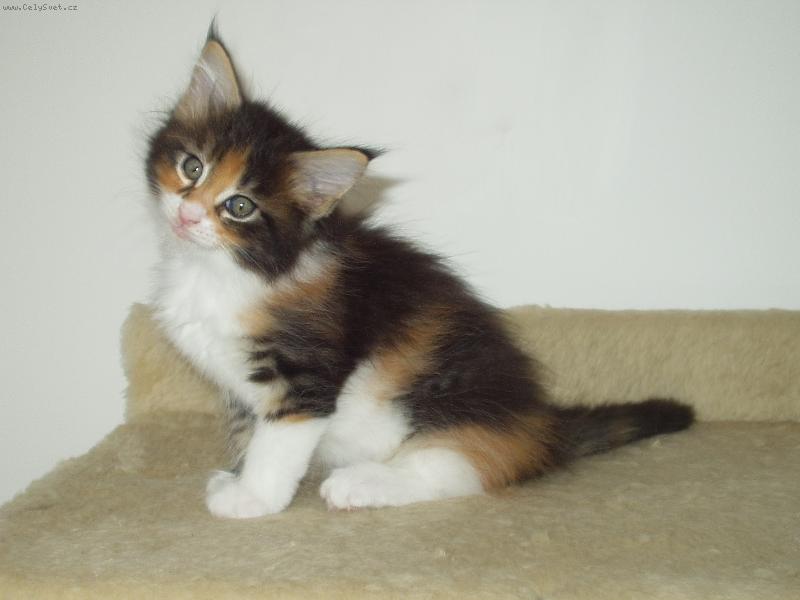 Foto: Aida-�estined�ln� kot� mainsk� m�val� ko�ky