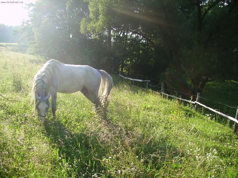 Foto: Kadet an pastv�-tak to je plemen�k!!