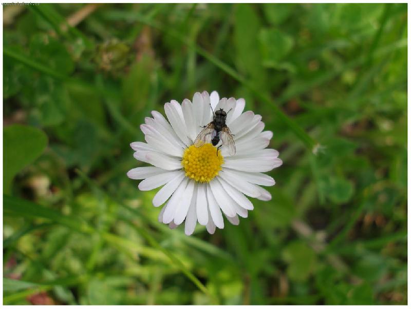 Foto: sedmikr�ska-odpo�inek mouchy