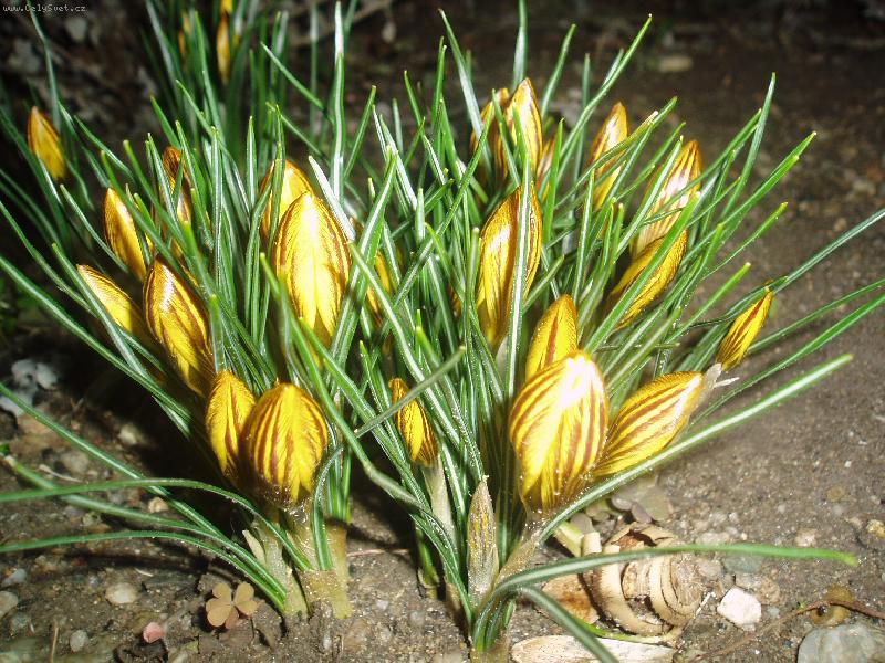 Foto: krokus 2007