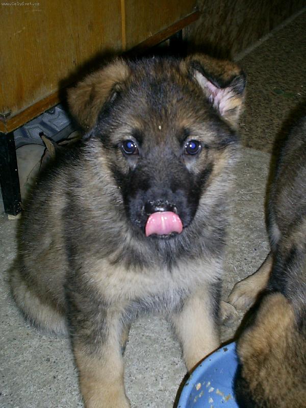 Foto: Dinu�ka po j�dle-Tak to je Dina asi ji chutnalo �e se po��dn� ol�zla:oD