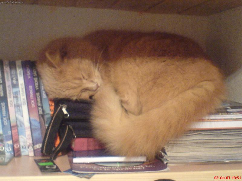 Foto: KEVIN-Mezi knihama je to nejlep��