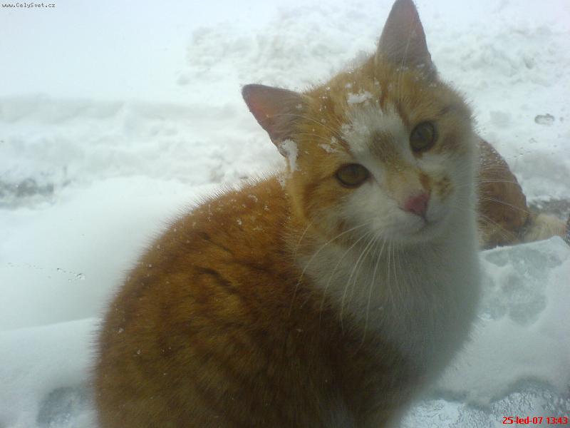 Foto: SEDRIK- ZA OKNEM